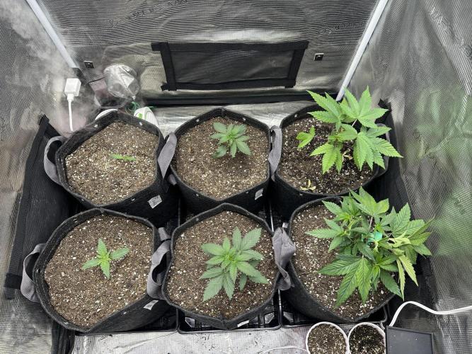 5 flavor run!. Week 1