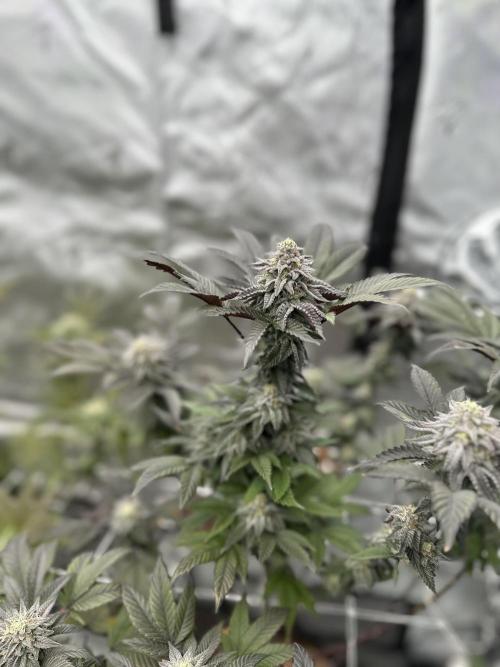 The Spice Twenty20 Mars-GD. Week 14