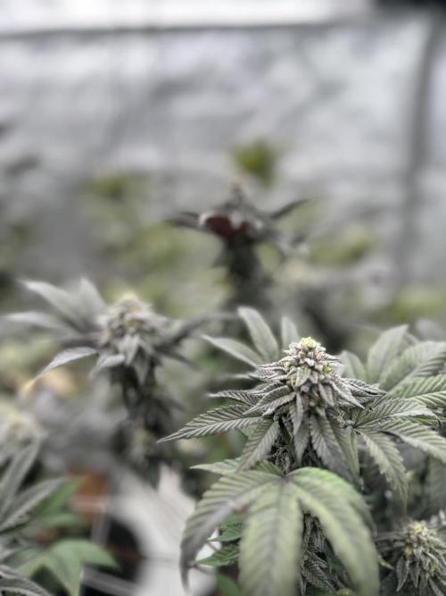 The Spice Twenty20 Mars-GD. Week 14