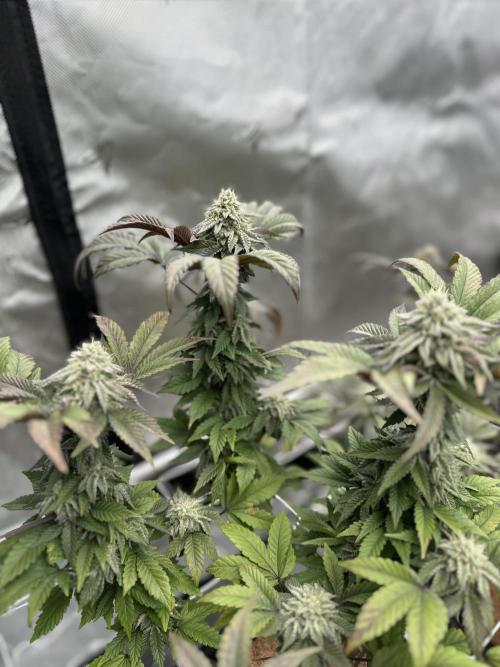 The Spice Twenty20 Mars-GD. Week 14