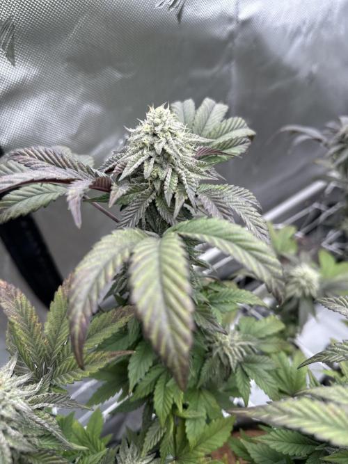 The Spice Twenty20 Mars-GD. Week 14