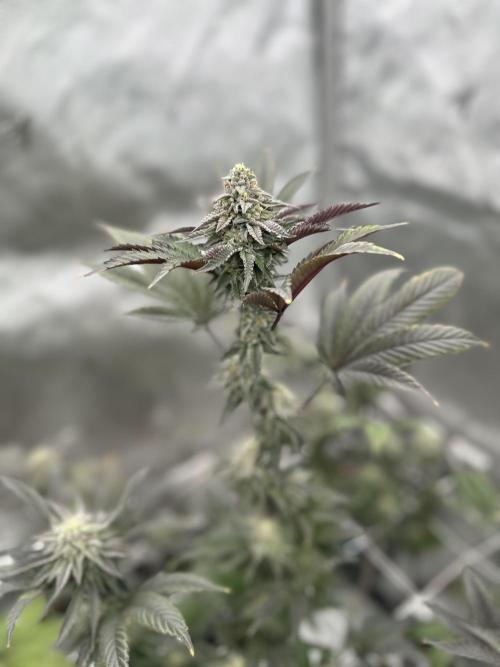 The Spice Twenty20 Mars-GD. Week 14