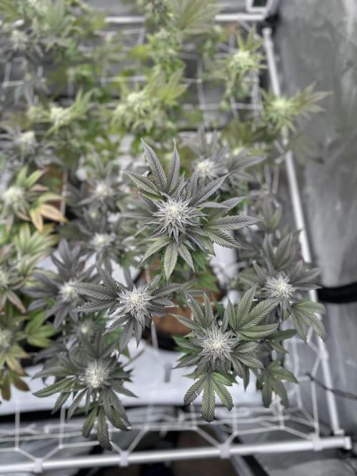 The Spice Twenty20 Mars-GD. Week 14