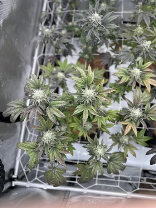 The Spice Twenty20 Mars-GD. Week 14