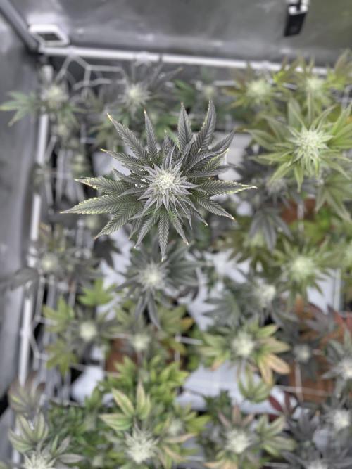 The Spice Twenty20 Mars-GD. Week 14