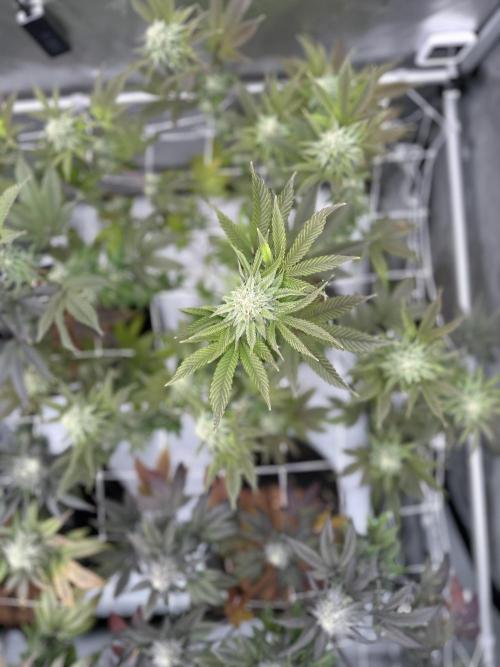 The Spice Twenty20 Mars-GD. Week 14