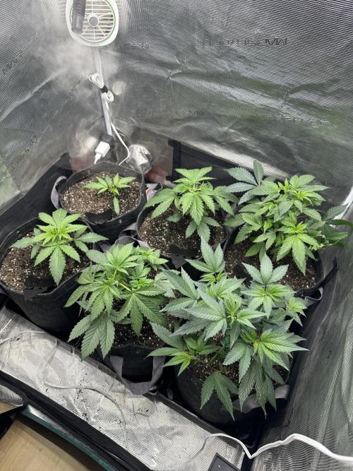 5 flavor run!. Week 2