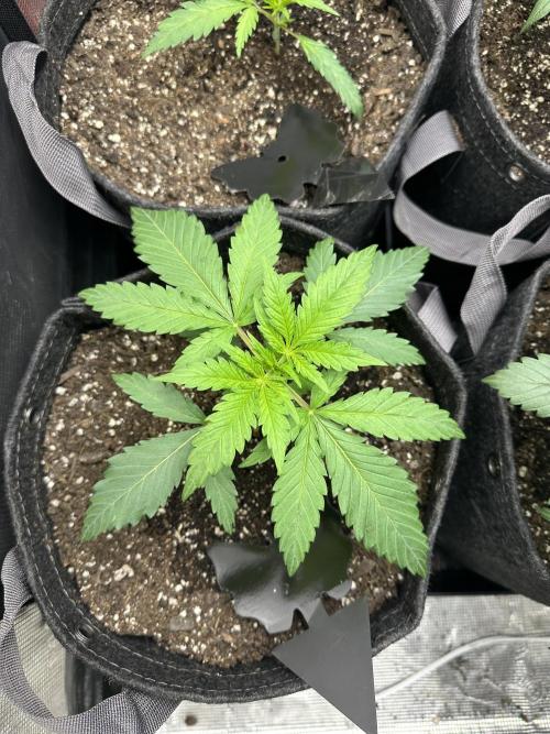 5 flavor run!. Week 2