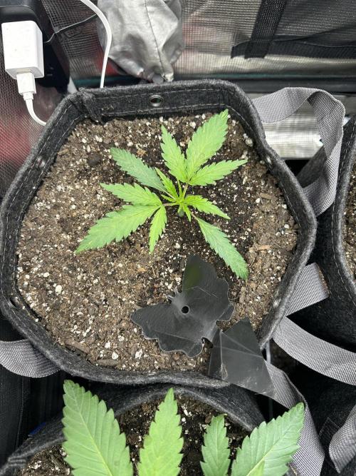 5 flavor run!. Week 2