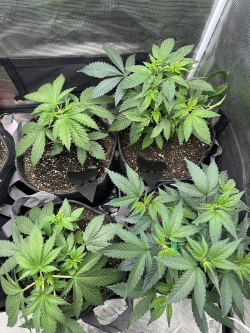 5 flavor run!. Week 2