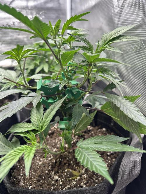 5 flavor run!. Week 2