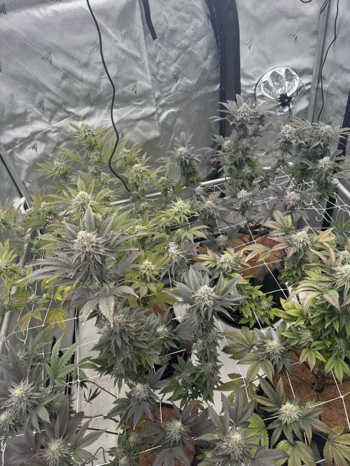 The Spice Twenty20 Mars-GD. Week 15