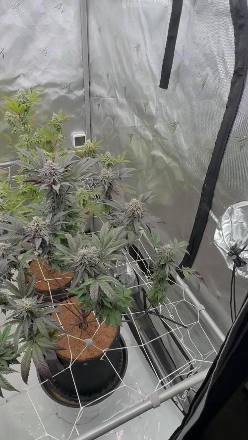 The Spice Twenty20 Mars-GD