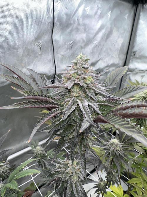 The Spice Twenty20 Mars-GD. Week 15