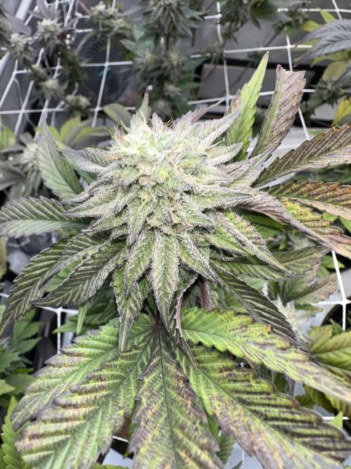 The Spice Twenty20 Mars-GD. Week 15