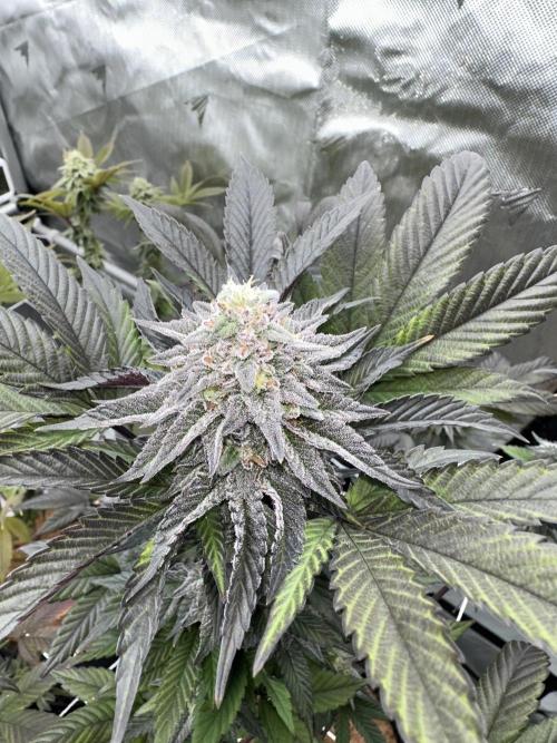 The Spice Twenty20 Mars-GD. Week 15