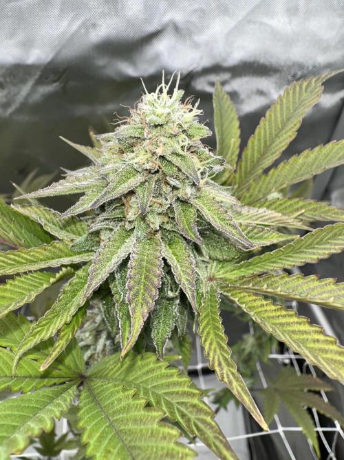 The Spice Twenty20 Mars-GD. Week 15