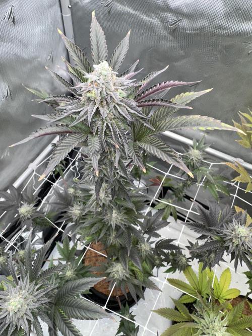 The Spice Twenty20 Mars-GD. Week 15