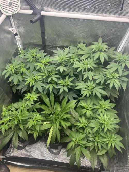 5 flavor run!. Week 5