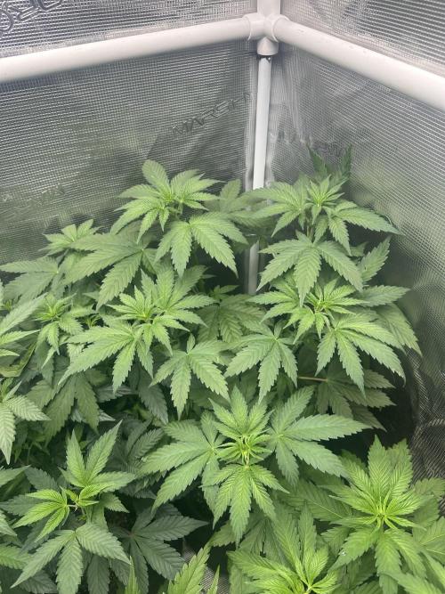 5 flavor run!. Week 5