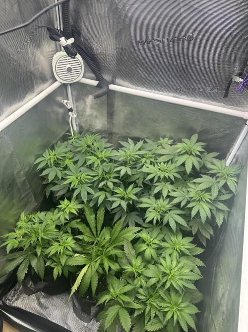 5 flavor run!. Week 5