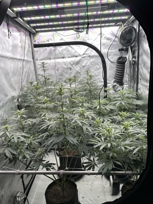 4x4 3g living soil. #bas #roots. Week 6