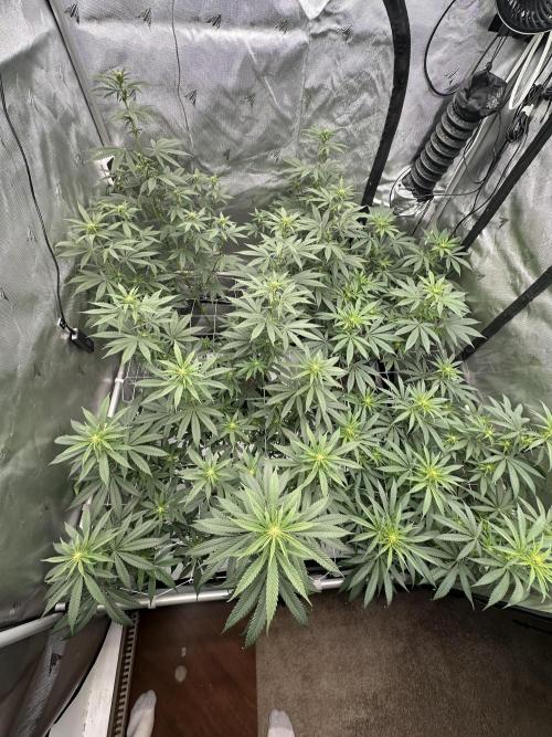 4x4 3g living soil. #bas #roots. Week 6