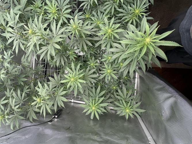 4x4 3g living soil. #bas #roots. Week 6