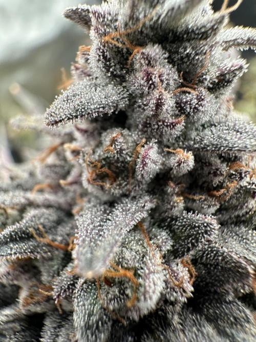 The Spice 3G living soil.. Week 16