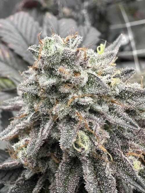 The Spice 3G living soil.. Week 16