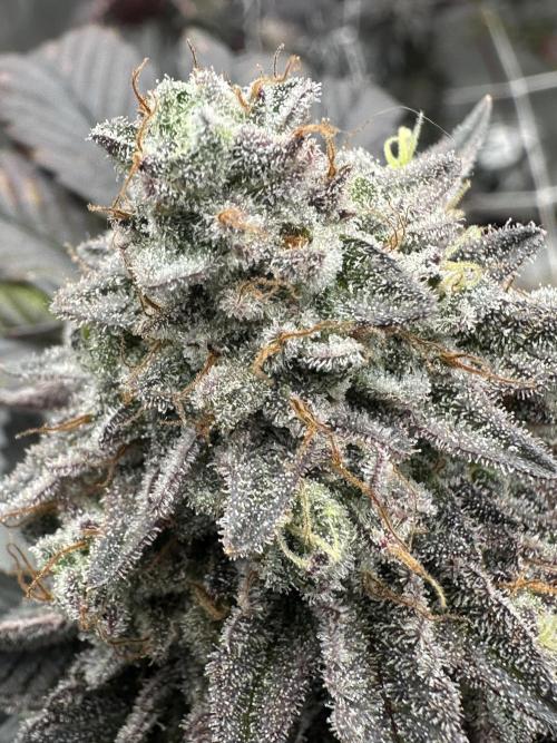 The Spice 3G living soil.. Week 16