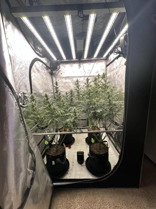 4x4 3g living soil. #bas #roots. Week 8