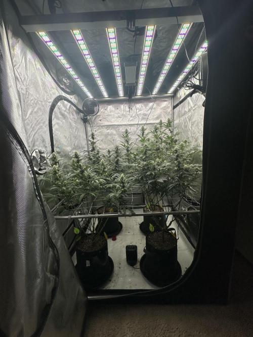 4x4 3g living soil. #bas #roots. Week 8