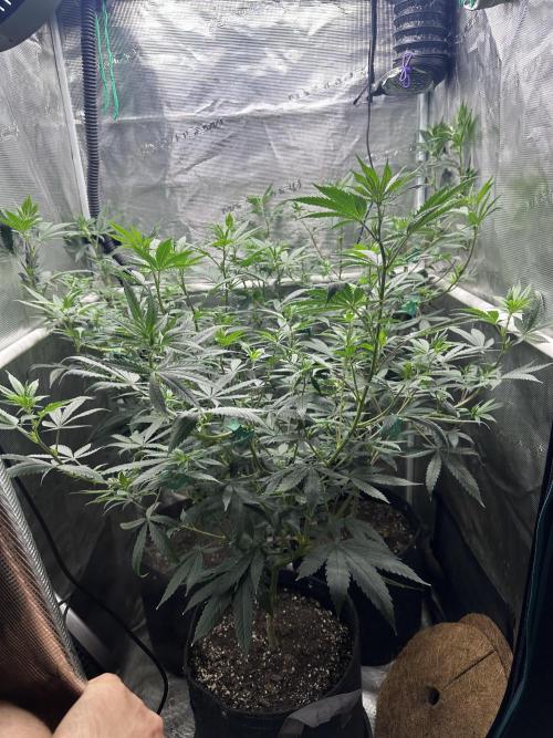 Chem Brulee 5G living soil pots 🤙🏻. Week 7