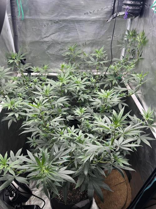 Chem Brulee 5G living soil pots 🤙🏻. Week 7