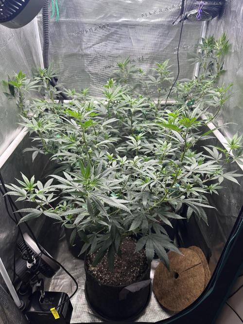 Chem Brulee 5G living soil pots 🤙🏻. Week 7