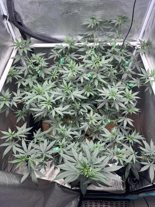 Chem Brulee 5G living soil pots 🤙🏻. Week 7