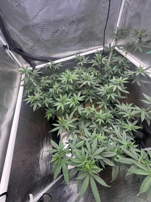 Chem Brulee 5G living soil pots 🤙🏻. Week 7