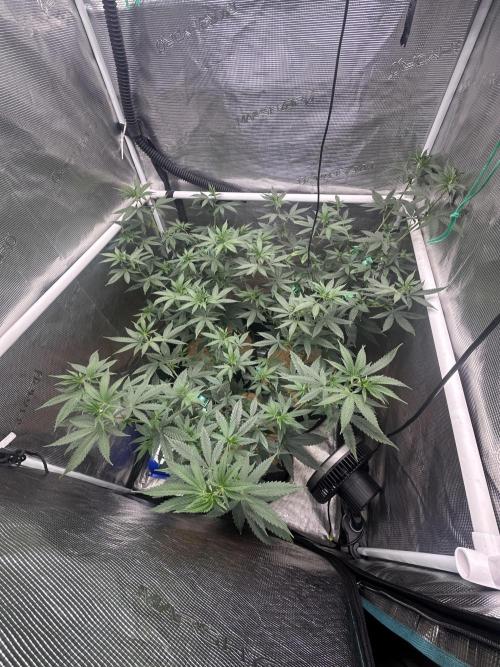 Chem Brulee 5G living soil pots 🤙🏻. Week 7