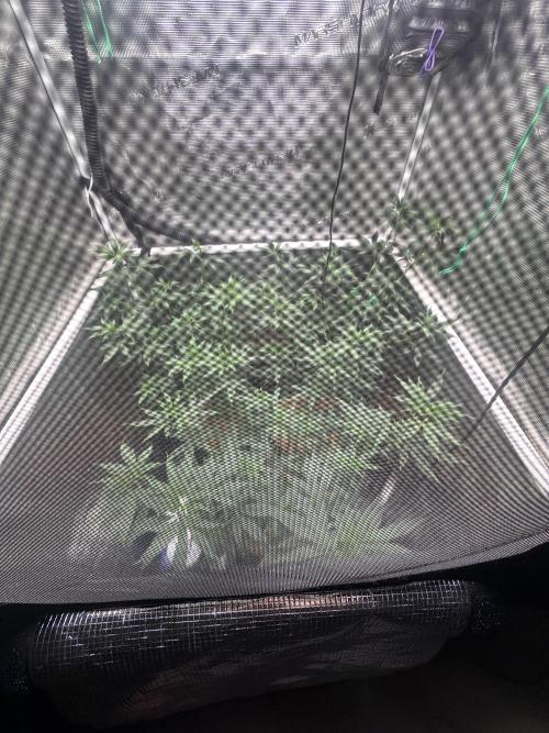 Chem Brulee 5G living soil pots 🤙🏻. Week 7