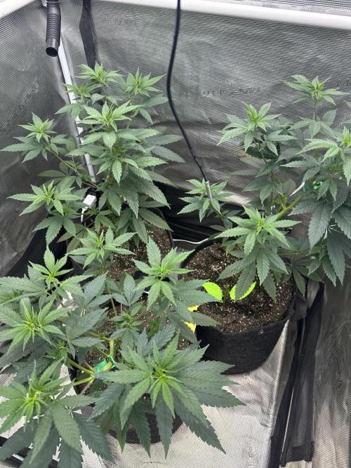 Chem Brulee 5G living soil pots 🤙🏻. Week 7