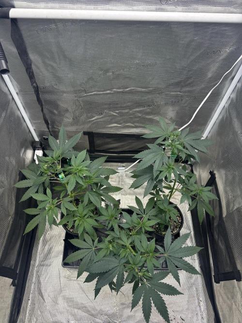 Chem Brulee 5G living soil pots 🤙🏻. Week 7