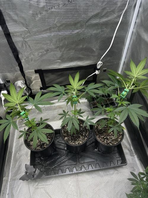 Chem Brulee 5G living soil pots 🤙🏻. Week 7