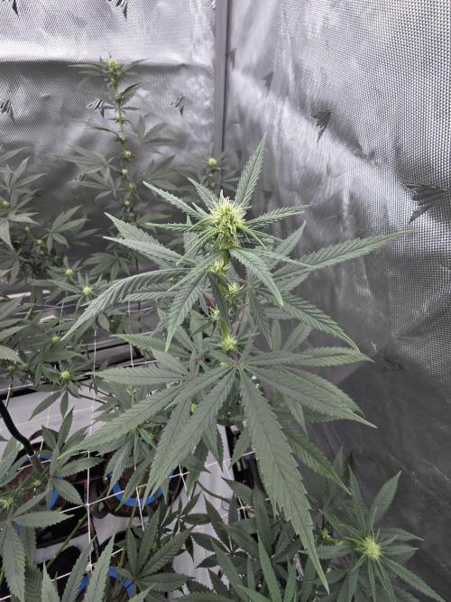 Chem Brulee 5G living soil pots 🤙🏻. Week 8