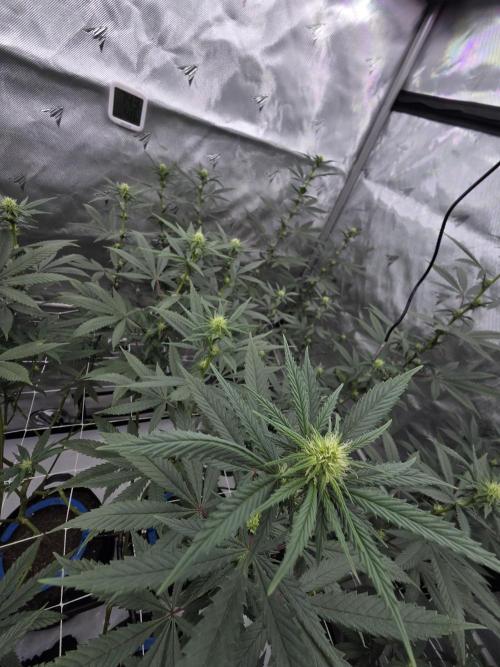 Chem Brulee 5G living soil pots 🤙🏻. Week 8
