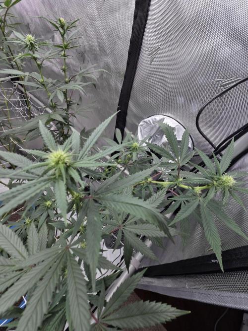 Chem Brulee 5G living soil pots 🤙🏻. Week 8