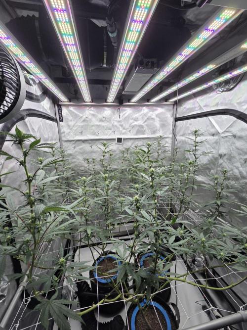 Chem Brulee 5G living soil pots 🤙🏻. Week 8
