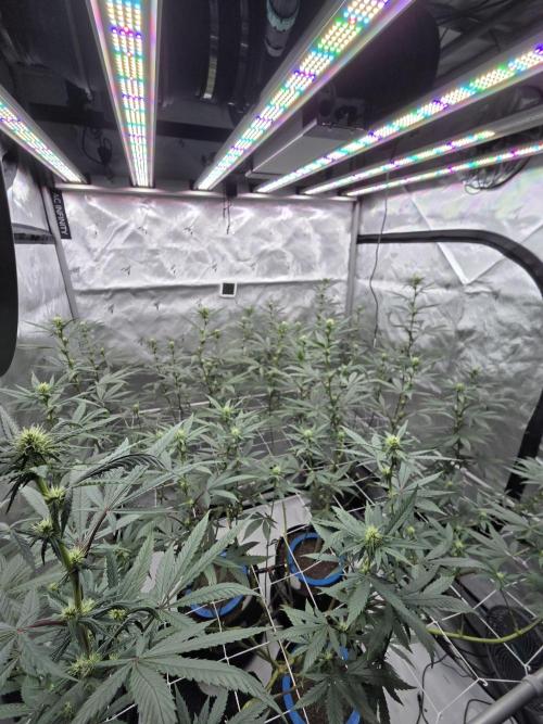 Chem Brulee 5G living soil pots 🤙🏻. Week 8