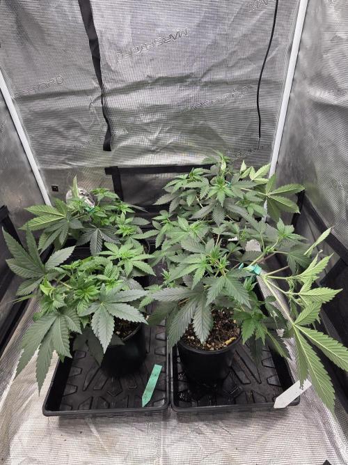 Beat the heat.. Week 5