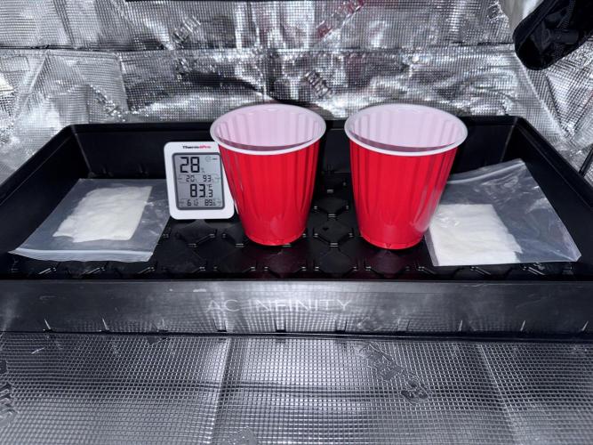 Gorilla Cookies Auto. Week 0 - Also pre-heated paper towels to 85F to optimize germination. No light for 24 hrs